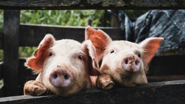 KSG Agro: чистий прибуток зріс у 6,7 разу за перше півріччя 2026 року, попри падіння виручки на 40%