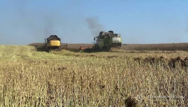 У Сумській області триває збір врожаю попри небезпеку від дронів: урожайність ріпаку склала 4,5 т/га, проте ціна знизилася з 26 тисяч до 20 тисяч гривень за тонну — SuperAgronom.com