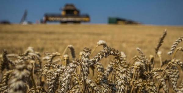 Глобальні ціни на пшеницю підскочили через спекуляції та геополітичну напруженість у Чорноморському…