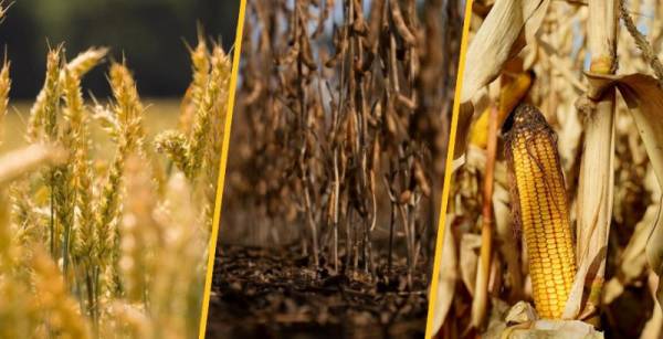 Україна продала за кордон лише третину можливих обсягів сільськогосподарської продукції в серпні — Висоцький — КУРКУЛЬ