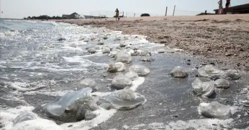Азовське море стає солоним киселем через вторгнення: бички відступають, блохи та медузи&hellip;