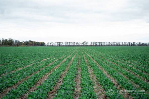 Агрохолдинги ставлять на рапс і технологію strip-till через зростання вартості посівної —&hellip;