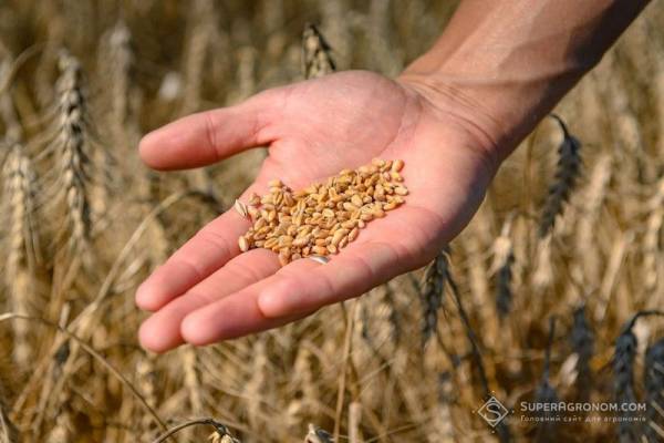 Визначено поріг рентабельності вирощування пшениці — SuperAgronom.com