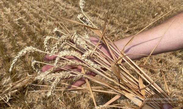 Київська область: Збір пшениці на 17% більший, ніж торік, сягнув 6,14 т/га — SuperAgronom.com