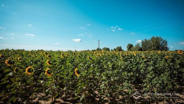 У північній частині Дніпропетровської області випала понад трикратна кількість опадів від норми за декаду, тоді як південно-західні території страждають від посухи. SuperAgronom.com