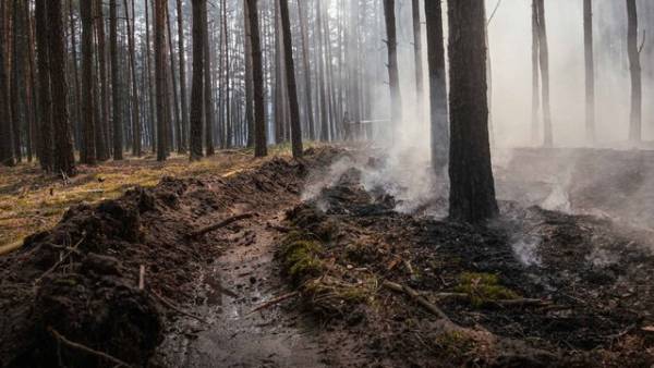 На Київщині рятувальники протягом чотирьох днів ліквідовують загорання в лісі – ДСНС