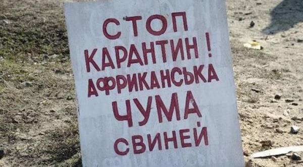 Африканська чума свиней: Одещина під ковпаком карантину