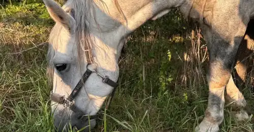 Рятівна операція: як витягли коня з-під ворожих дронів на Сумщині