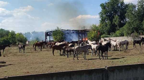 Російські ракети двічі атакували кінний завод на Харківщині