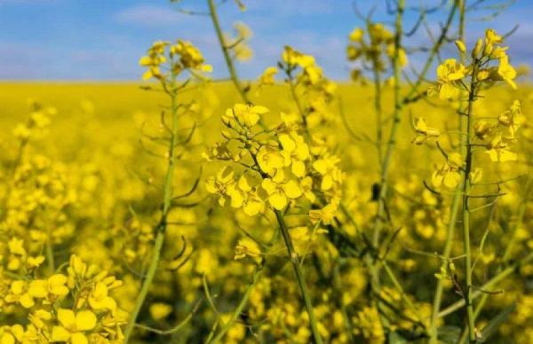Ріпак дорожчає: вартість тонни на кордоні та в портах