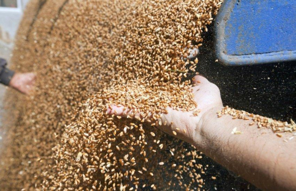 Латвія запровадить 300% мито на російське та білоруське зерно