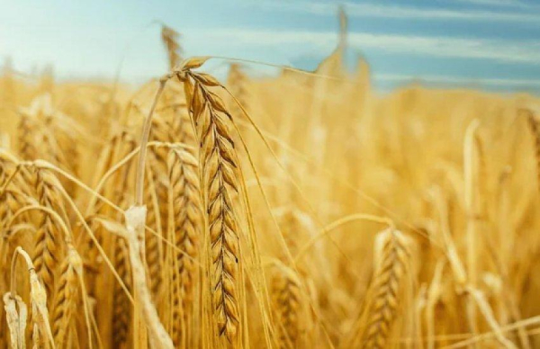 Україна зменшила експорт зернових: продаж пшениці просів на третину