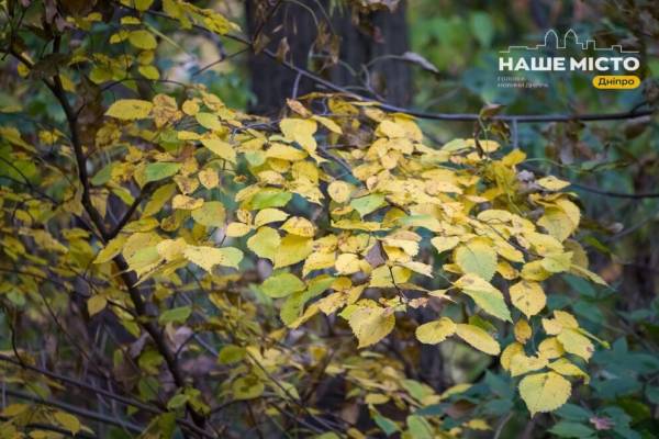 Багряна осінь у Тунельній балці: який вигляд має мальовничий куток у Дніпрі в жовтні