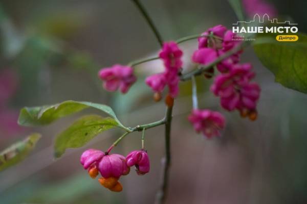 Багряна осінь у Тунельній балці: який вигляд має мальовничий куток у Дніпрі в жовтні